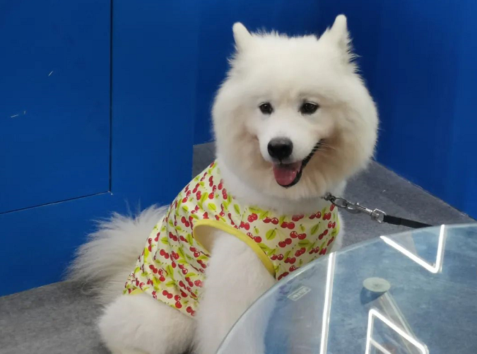 寵物展萌寵們各具神態(tài) 爆笑點(diǎn)多多 寵物展萌寵們各具神態(tài) 爆笑點(diǎn)多多